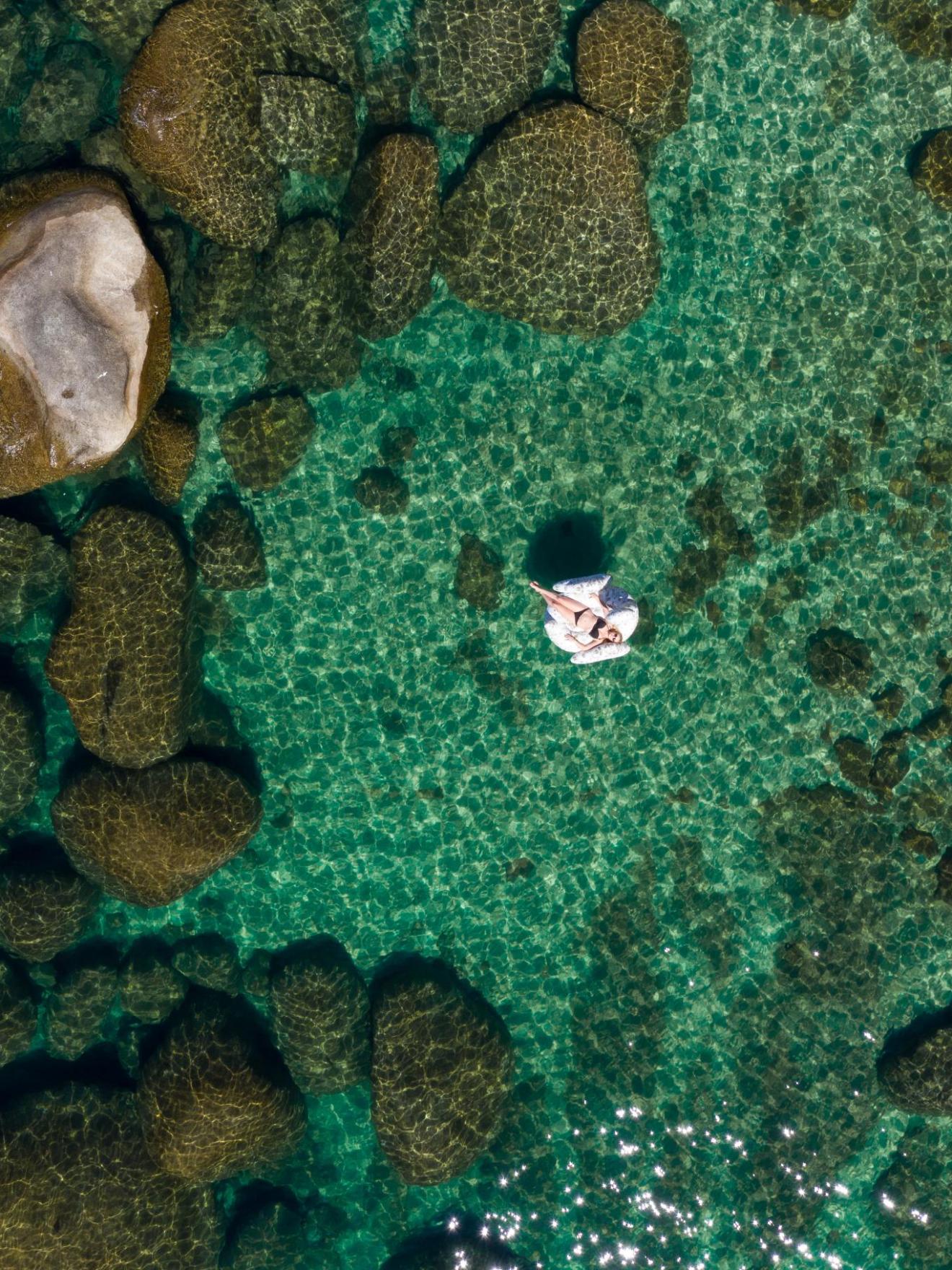 a group of green plants