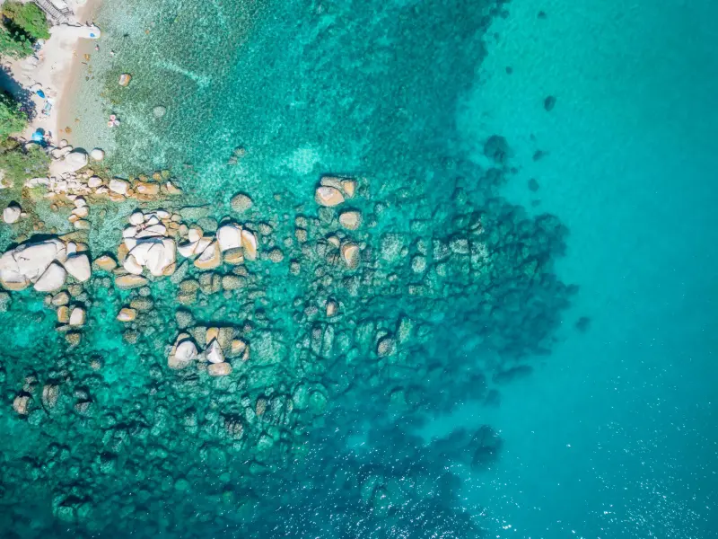 a blue and swimming in the water