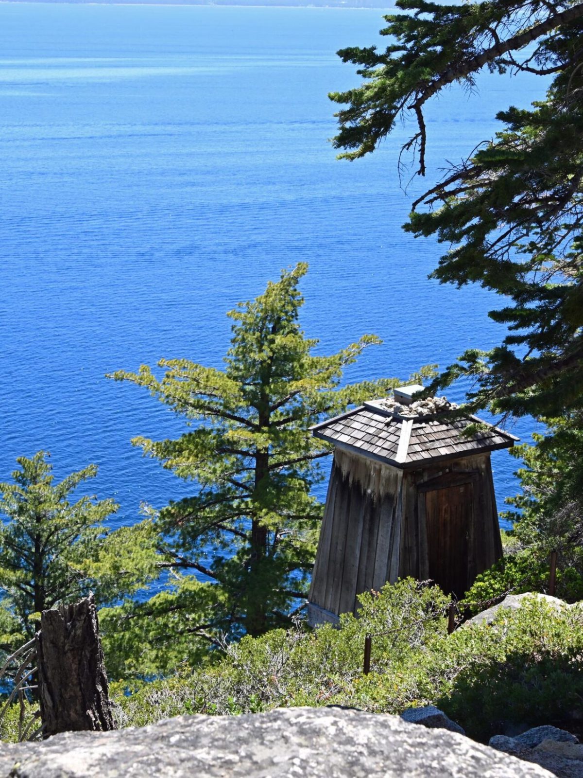 a tree with snow on the ground