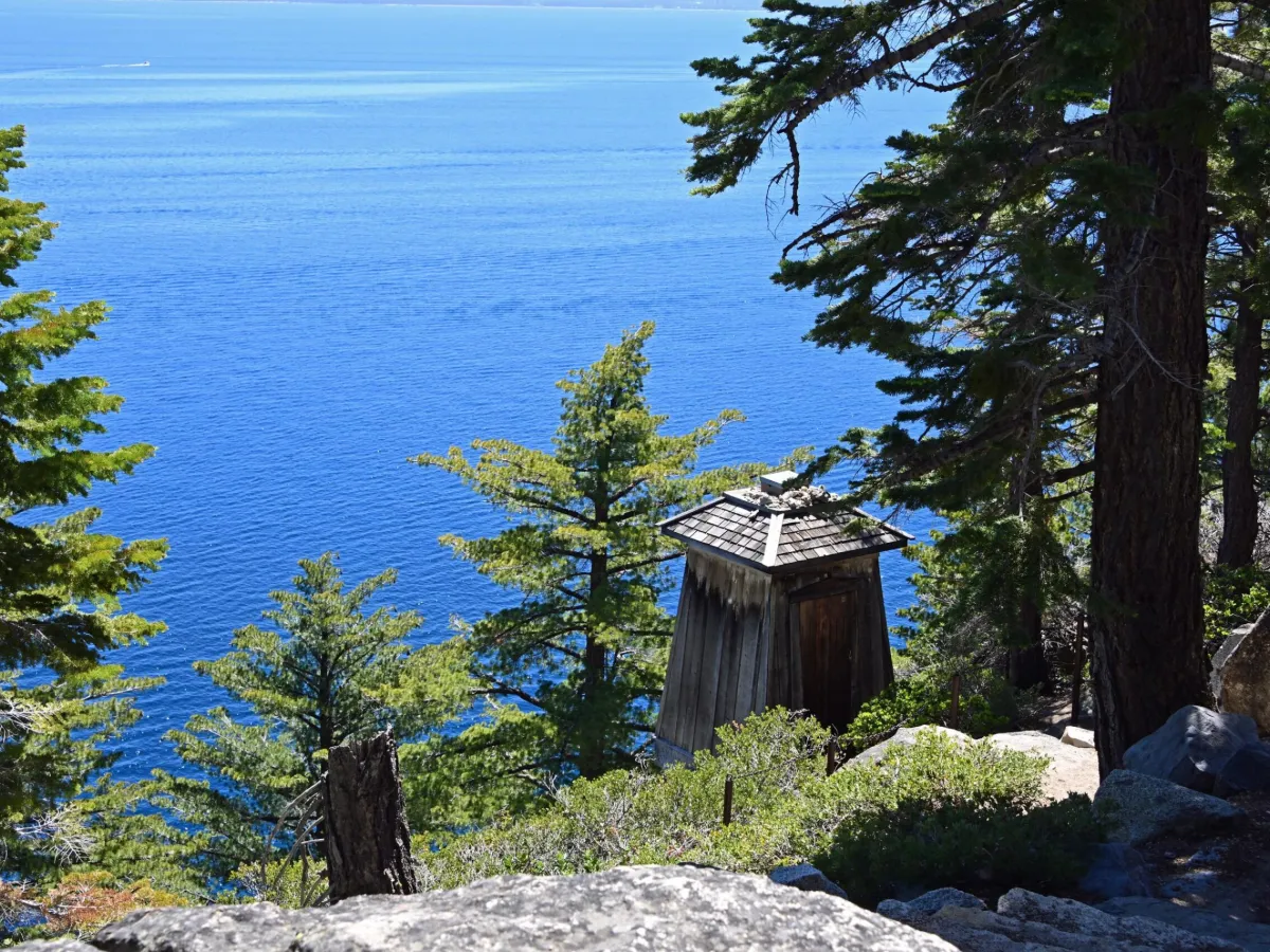 a tree with snow on the ground