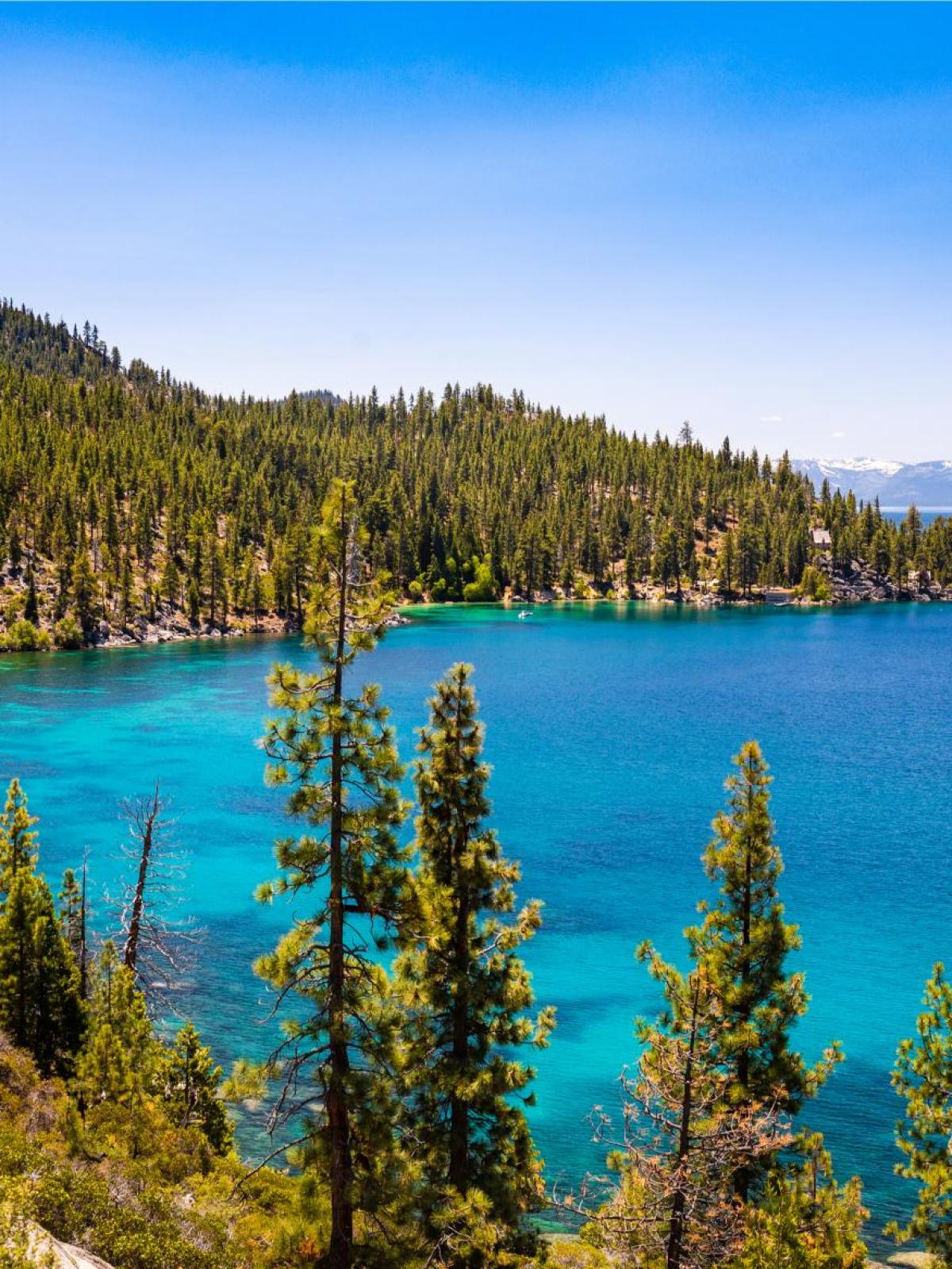 a body of water surrounded by trees