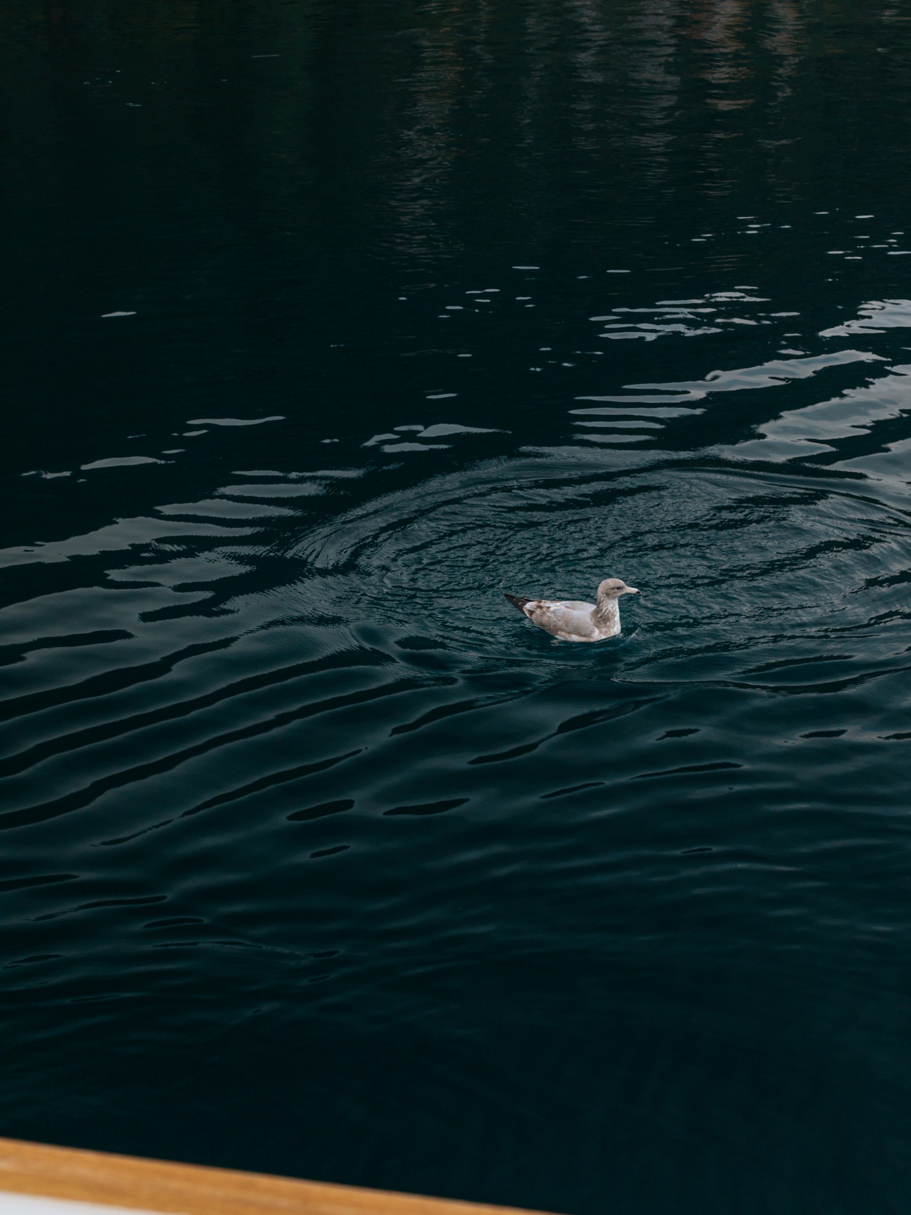a person swimming in a body of water